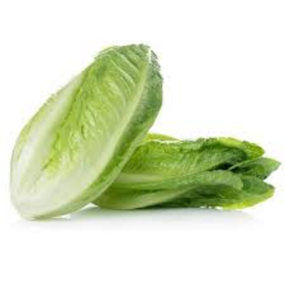 Picture of Lettuce (Romaine)