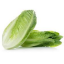 Picture of Lettuce (Romaine)