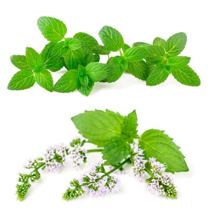 Picture of Mint