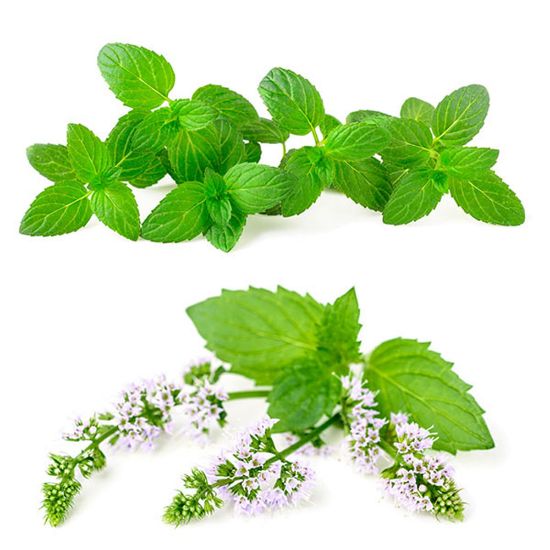 Picture of Mint