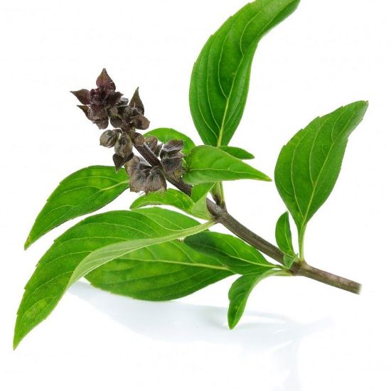 Picture of Basil