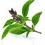 Picture of Basil