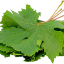Picture of Grape leaves