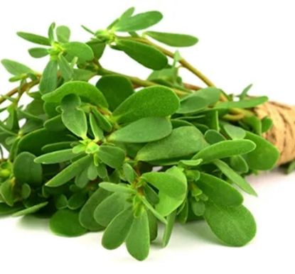 Picture of Purslane
