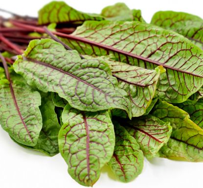 Picture of Sorrel