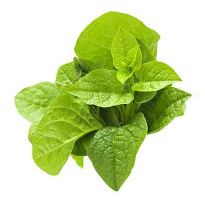 Picture of Malabar spinach