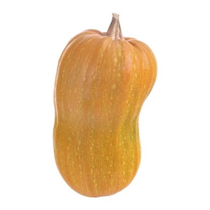 Picture of Bottle gourd