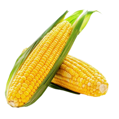 Picture of Sweet corn