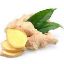 Picture of Ginger