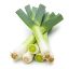 Picture of Leek