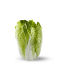 Picture of Chinese cabbage
