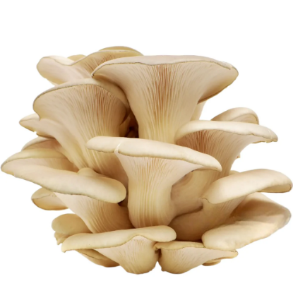 Picture of Oyster Mushroom