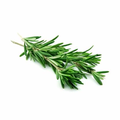 Picture of Rosemary
