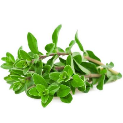 Picture of Marjoram