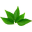 Picture of Bay leaves (fresh)
