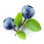 Picture of Blueberry