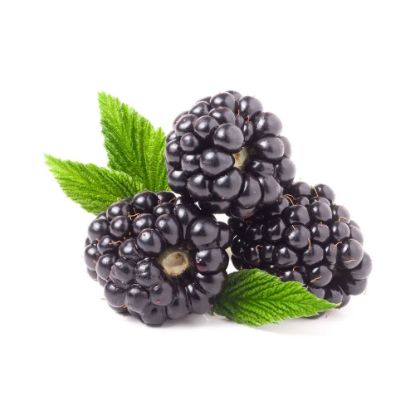 Picture of Mulberry (Black)