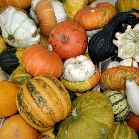 Picture for category Gourds & Melon Vegetables
