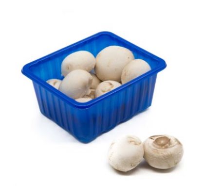 Picture of White Mushroom